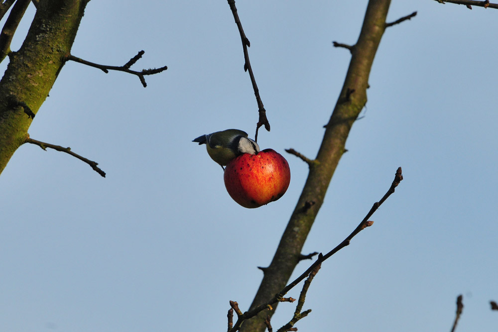 Der Apfel bleibt nicht unentdeckt am 18.01.2014 Foto: Marvin Lebeus