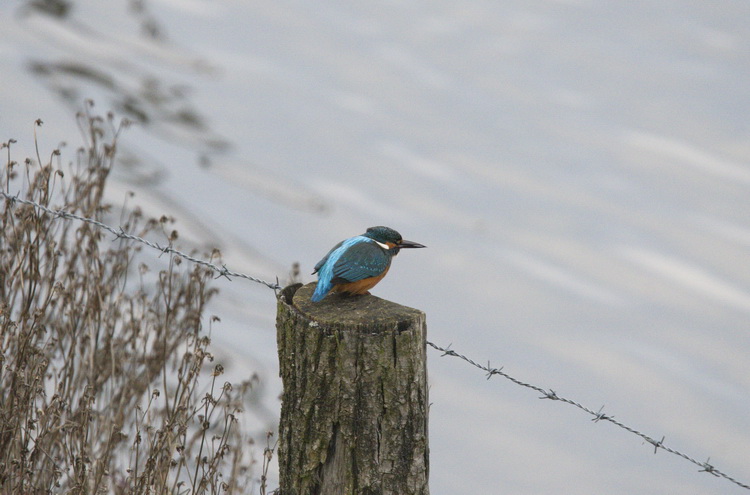 Eisvogel Eisvogel auf der Kiebitzwiese bei Fröndenberg am 01.12.2014 Foto: Karl Heinz Beck