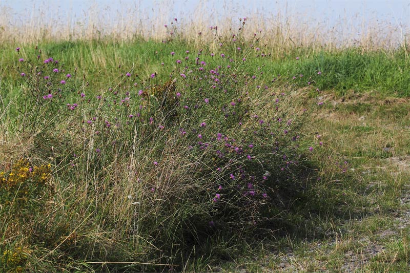 Blütenreicher Wegrand bei Bausenhagen, ideal für Schmetterlinge und andere Insekten. Foto: H. Knüwer