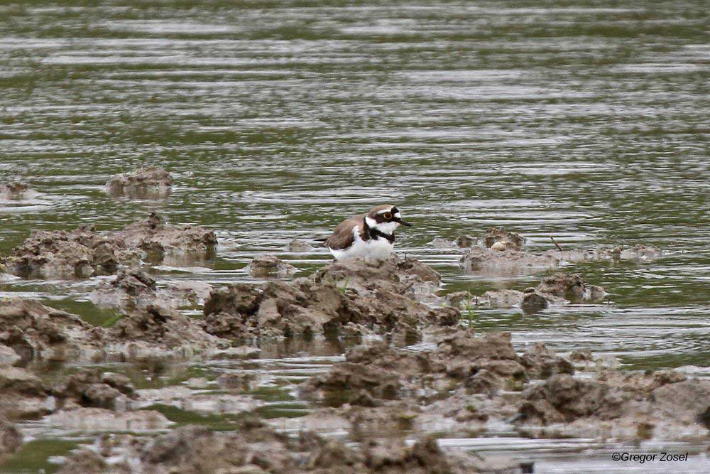 Flussregenpfeifer lässt mich nicht aus den Augen....am 18.04.14 Foto: Gregor Zosel