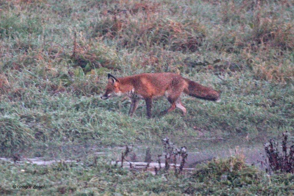 Schürender Fuchs an den Wasserflächen nahe des Wehres....am 01.11.14 Foto: Gregor Zosel
