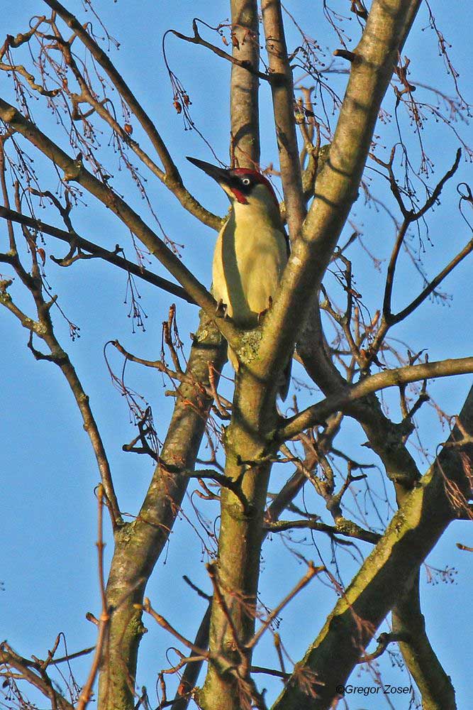 Der Vogel dieses Jahres auch auf der Tagesliste. Hier das Männchen in der Morgensonne....am 01.01.14 Foto: Gregor Zosel