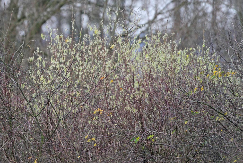 Schon von weitem sieht man das leuchtende Gelb der männlichen Haselblüten (Horster Mühle), 23.12.2014 Foto: Bernhard Glüer