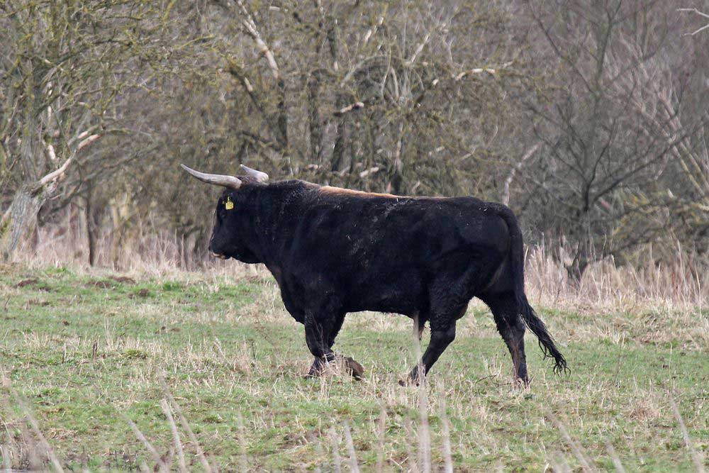 Der Heckrindbulle, noch leicht benommen von der langen Reise, auf dem Weg zu seiner neuen Herd ....am 22.02.14 Foto: Gregor Zosel