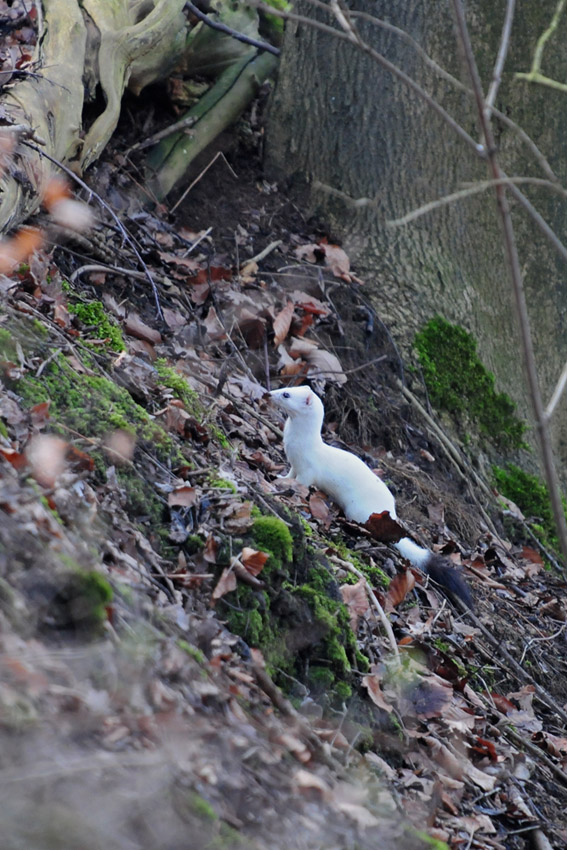 Sehr auffällig huscht das weiße Hermelin durchs dunkle Unterholz am 30.01.2014 Foto: Marvin Lebeus