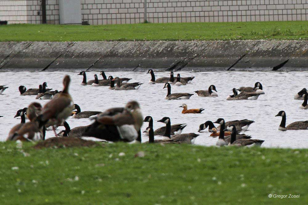 kanadagans Die Gänsezahlen von mehreren Hundert Exemplaren im Hammer Wasserwerk erinnern schon an die Zahlen der Wintermonate...am 15.09.14 Foto: Gregor Zosel