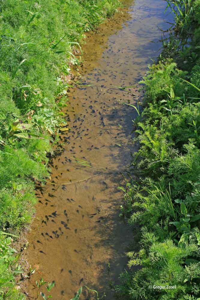 Nun tummeln sich Hunderte Kaulquappen in den Gewässern ....am 07.05.14 Foto: Gregor Zosel