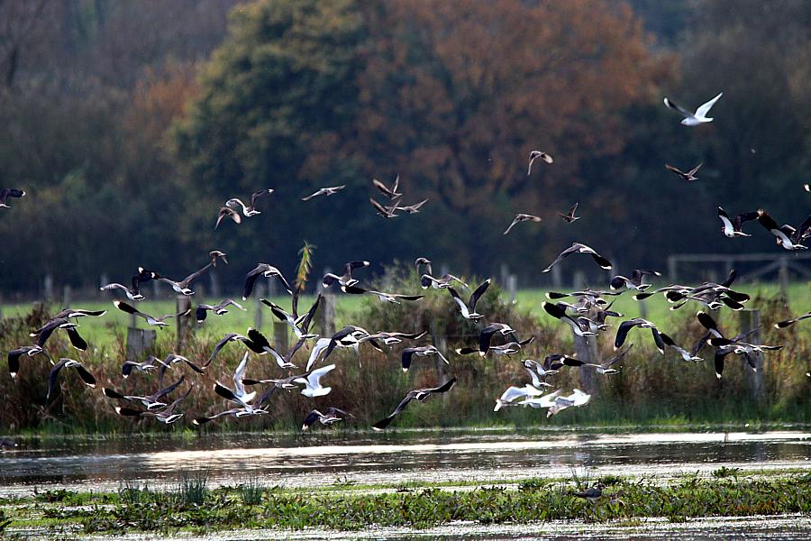 Vogel um Vogel hob ab . . ., Werne am 31.10.2014 Foto: Günter Reinartz