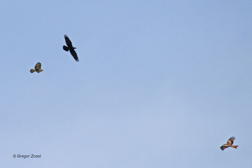 Luftkampf mit einem Kolkraben, Rotmilan und Mäusebussard nahe Bausenhagen.....am 06.08.14 Foto: Gregor Zosel