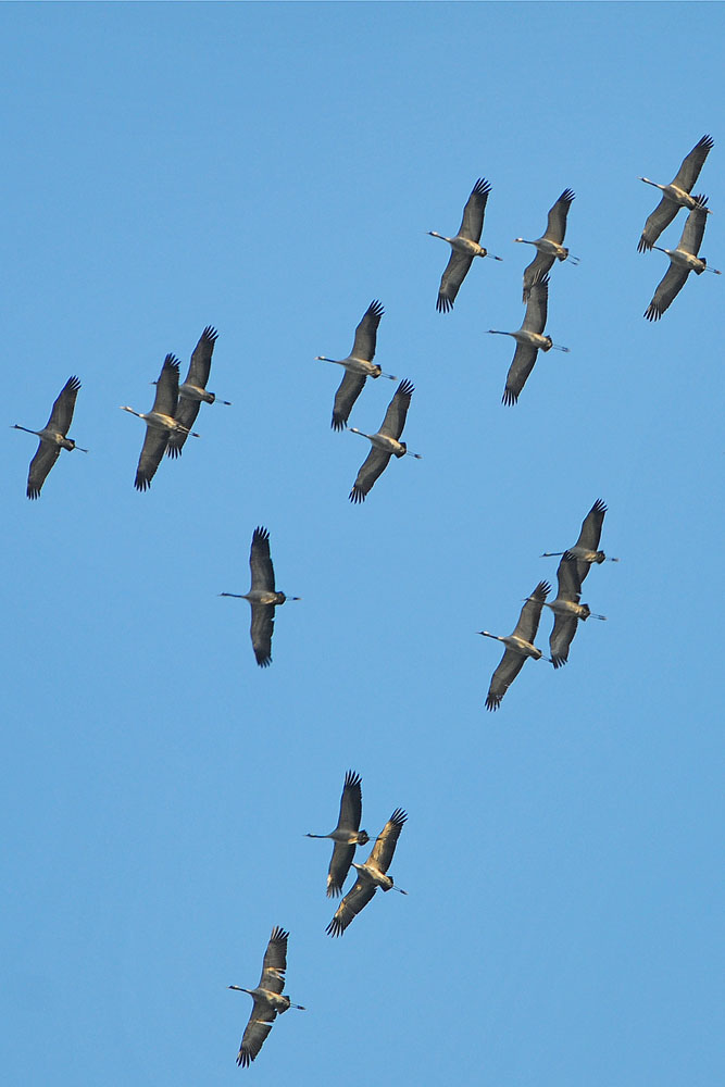 Kleiner Trupp Kraniche überfliegt die Kiebitzwiese am 12.02.2014 Foto: Marvin Lebeus