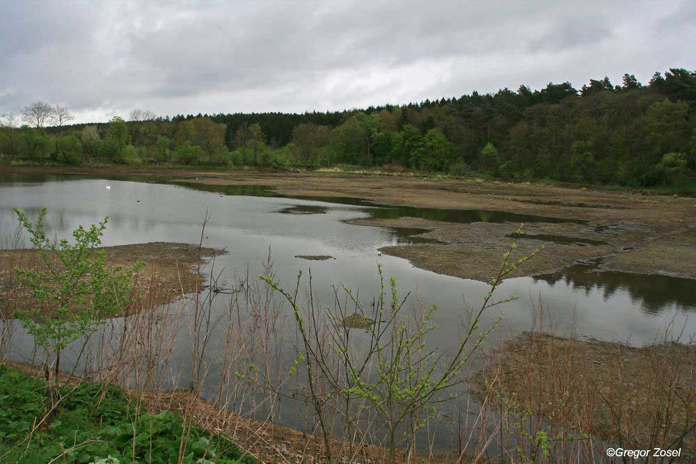 Dieser teilweise wieder geflutete Oeseteich ist nun ideal für Limikolen ...am 18.04.14 Foto: Gregor Zosel