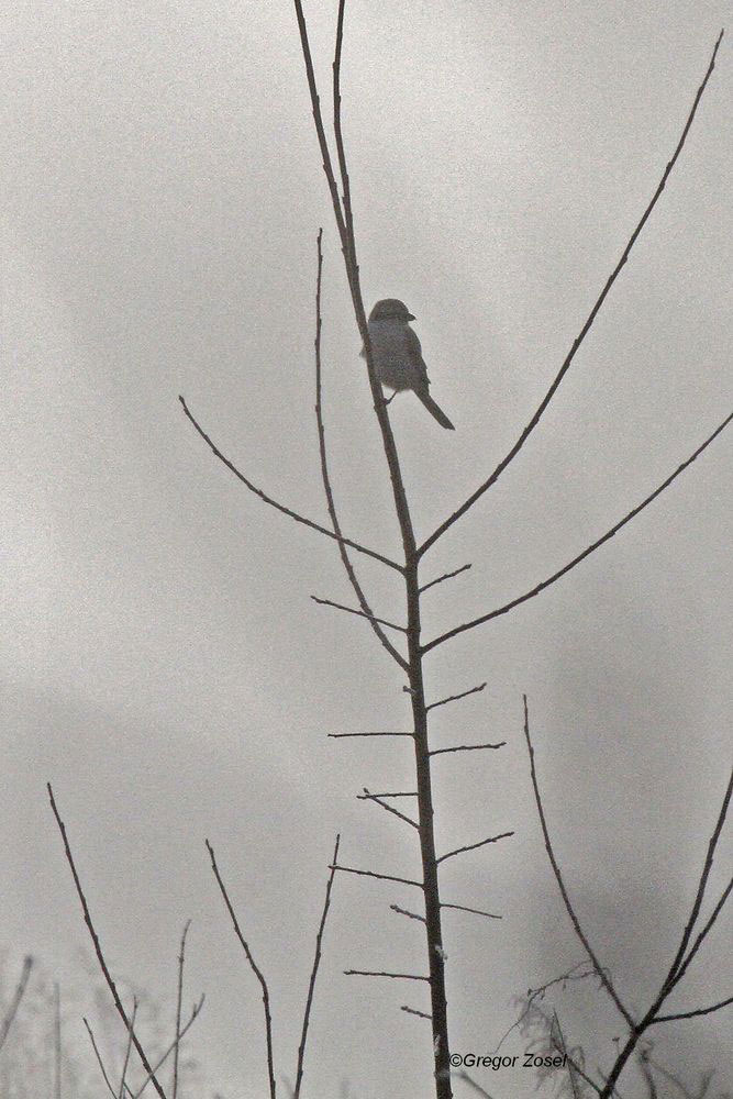Grau in Grau. Im dichten Nebel kaum zu erkennen war der Raubwürger auf der Kiebitzwiese....am 12.01.14 Foto: Gregor Zosel