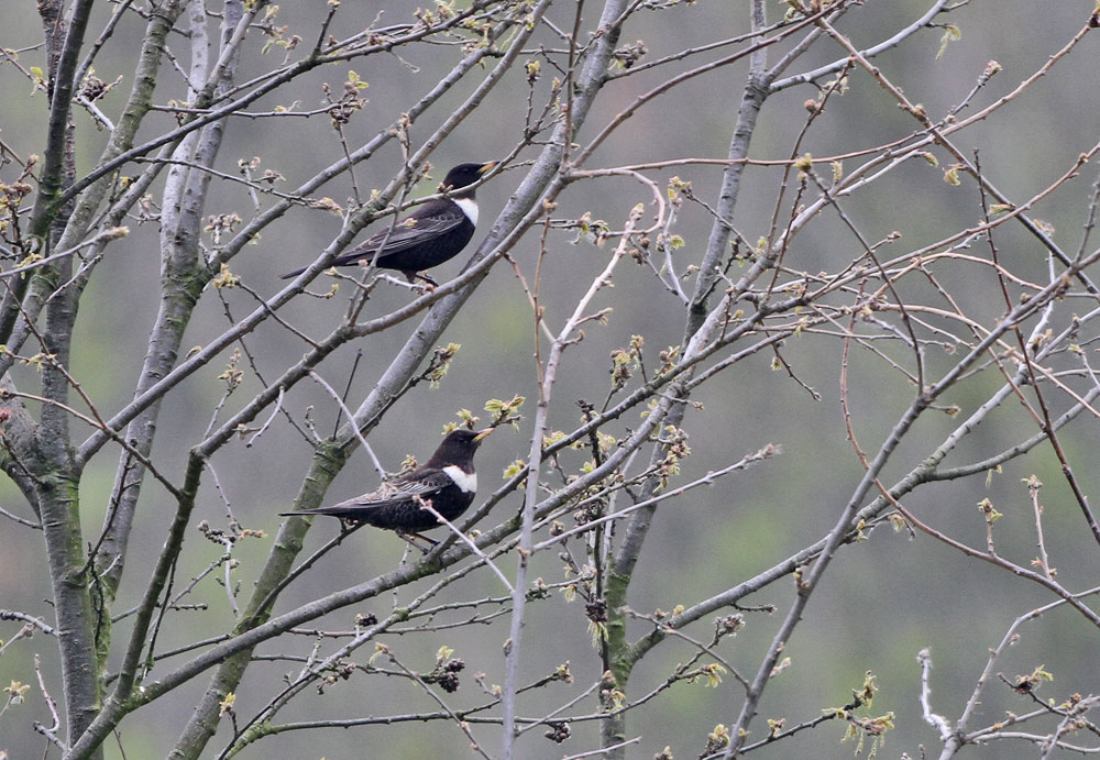 Zwei adulte Männchen in einem Baum, 21.04.2014 Foto: Bernhard Glüer