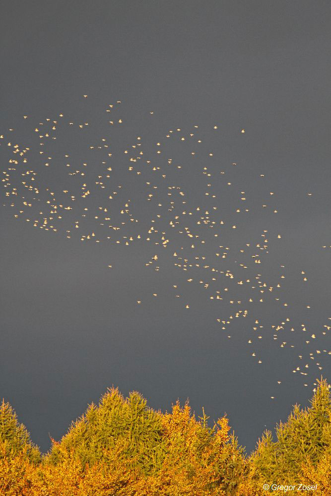 Aussschnitt aus einem Ringeltaubenschwarm vorm herbstlichen Hemmerder Schelk....am 24.10.14 Foto: Gregor Zosel