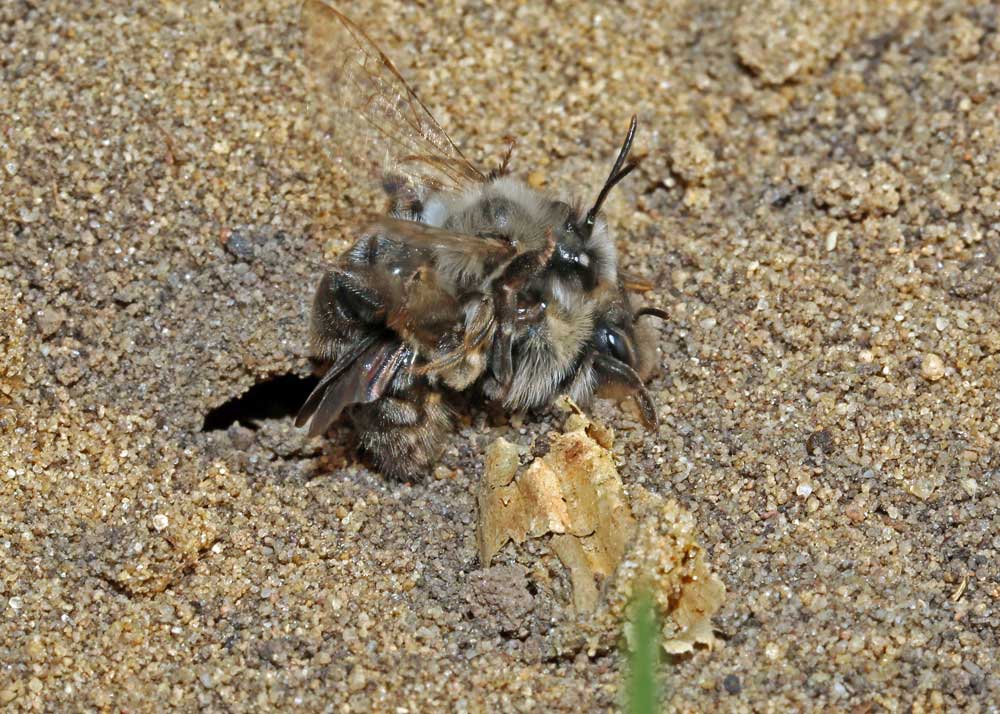 Zumindest die Sandbienen haben sich wohl eindeutig entschieden, wo sie Nachwuchs erzeugen wollen, Lippeaue bei Bergkamen am 29.03.2014 Foto: Günter Reinartz