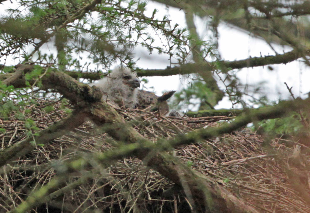 ...Uhuweibchen mit mindestens zwei Jungvögeln - vom Waldboden kaum zu sehen, 05.04.2014 Foto: Bernhard Glüer