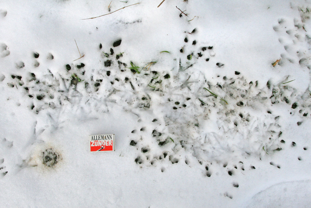 ...beidseitig der Fußabdrücke scheint der Schnee wie mit einer Pinzette säuberlich `seziert´ zu sein - Verdauungsspuren gibt es auch mehrfach, was für den Erfolg der Nahrungssuche spricht..., 30.12.2014 Foto: Bernhard Glüer