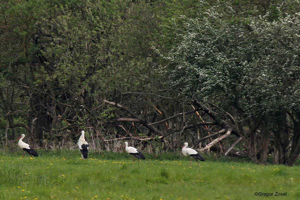 Mehr als 4 Vögel auf einem Bild ist mir leider nicht gelungen....am 21.04.14 Foto: Gregor Zosel