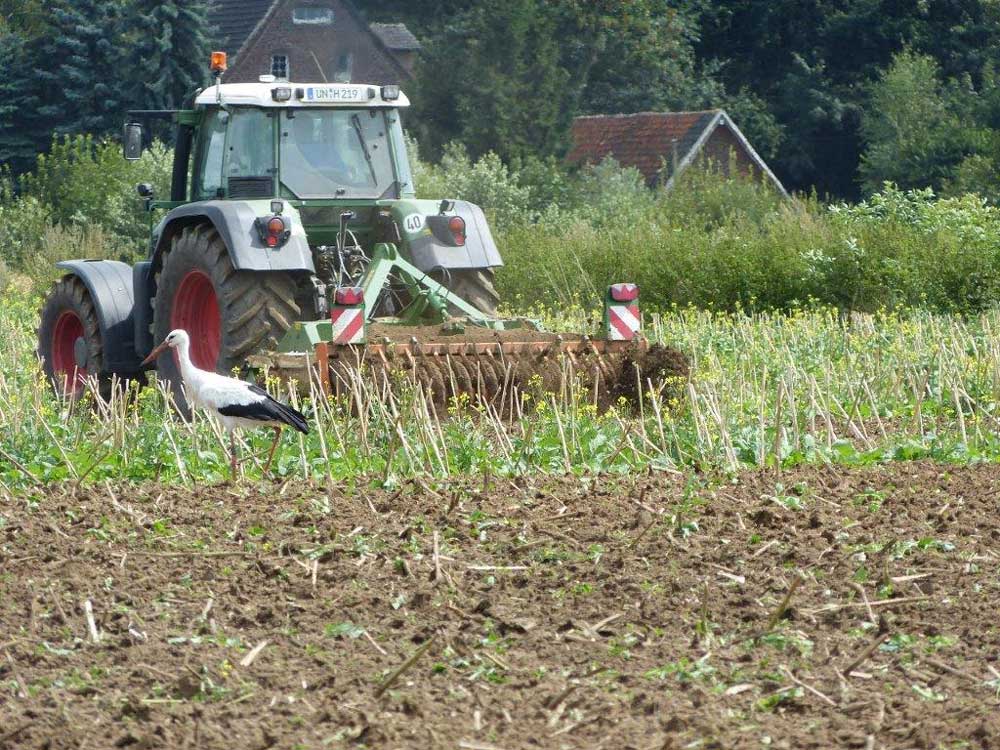 . . . und landwirtschaftlichem Verkehr,Weißstorch an der Bahnstrecke Dortmund-Hamm in Kamen am 16.08.2014 Foto: Heino Otten