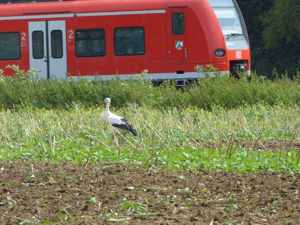 Eingezwängt zwischen Fern-, Nah- ..., Weißstorch an der Bahnstrecke Dortmund-Hamm in Kamen am 16.08.2014 Foto: Heino Otten