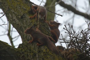  Eichhörnchen Nachwuchs 