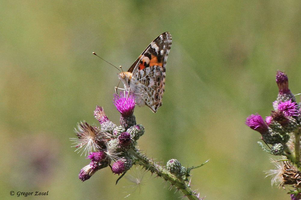Ein Distelfalter nektarsaugend auf eine Distel....am 11.07.15 Foto: Gregor Zosel
