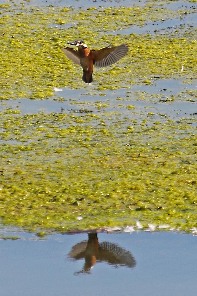 Fast wie ein Kolibri steht dieser Eisvogel mit Stichling in der Luft. Foto H. Knüwer