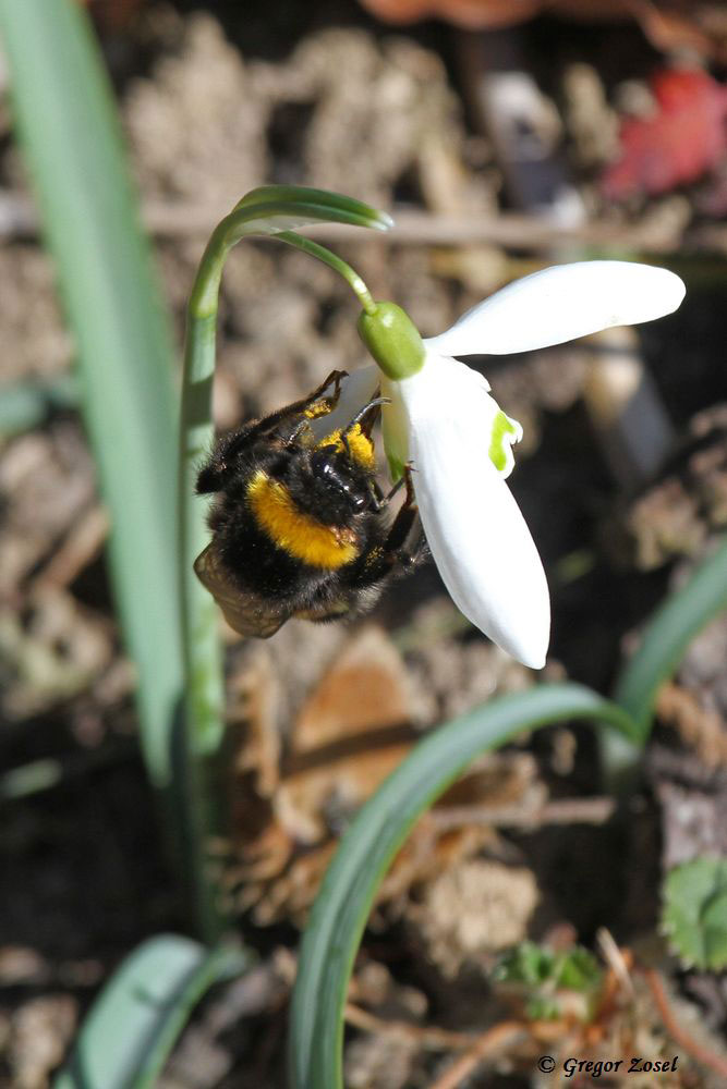 Wer zweifend bei diesm Bild noch, dass der Frühlings begonnen hat? .....am 08.03.15 Foto: Gregor Zosel