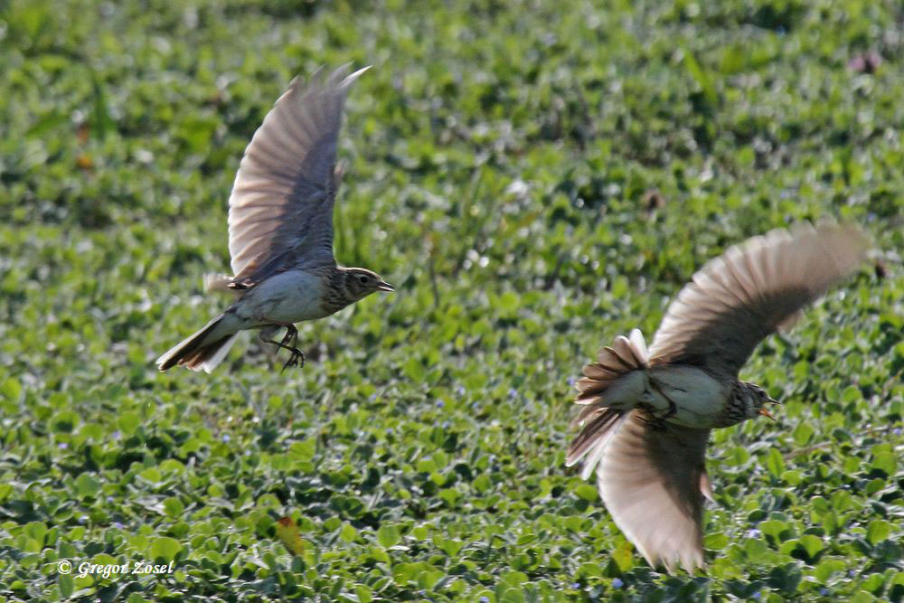 feldlerche Solche Bilder bei der Feldlerchenkartierung sind selten. Balzendes Feldlerchenpaar beim Fangenspielen.......am 10.04.15 Foto: Gregor Zosel
