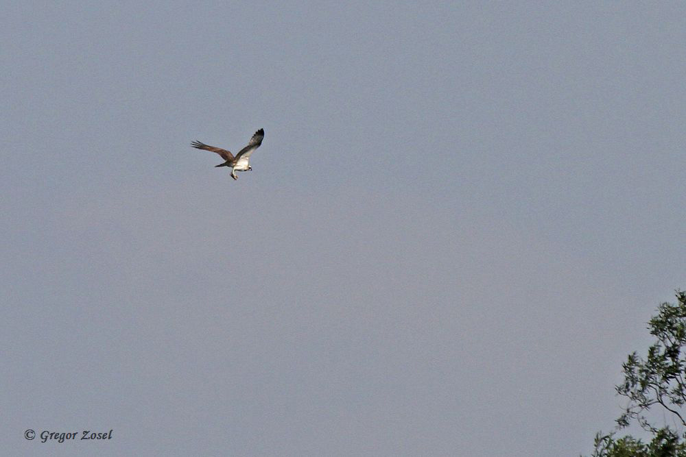 Fischadler fliegt mit Beute in den Auwald am Ententeich.....am 23.08.15 Foto: Gregor Zosel