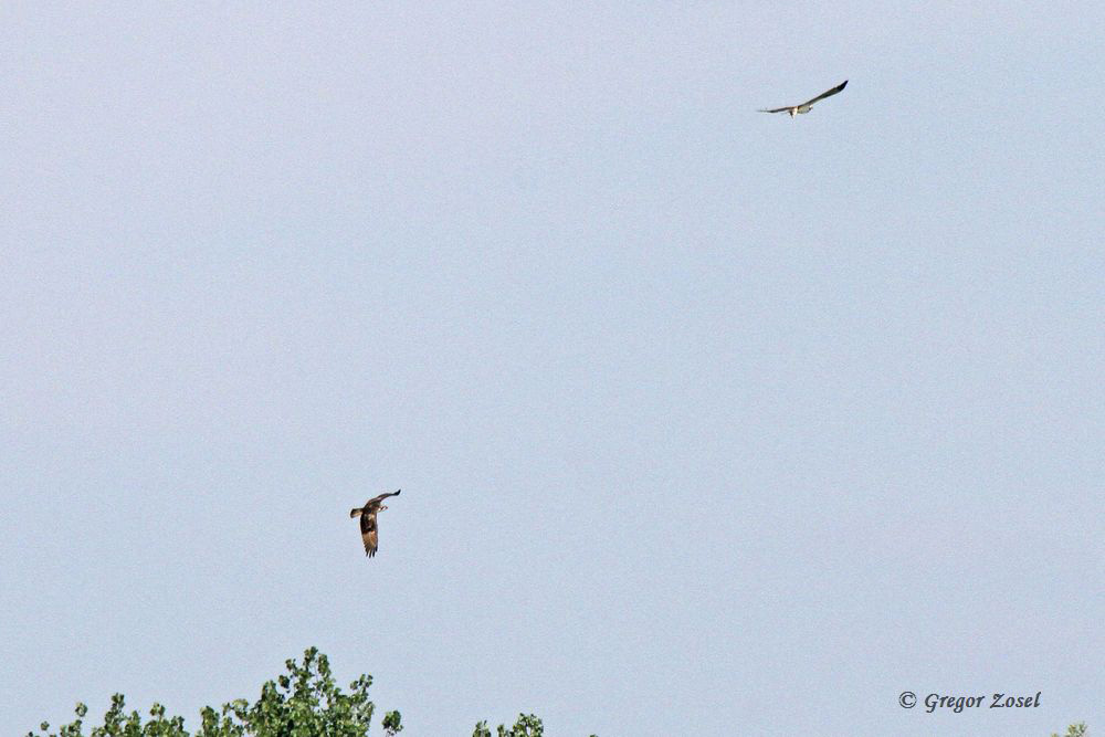Beide Fischadler am Himmel.....am 23.08.15 Foto: Gregor Zosel