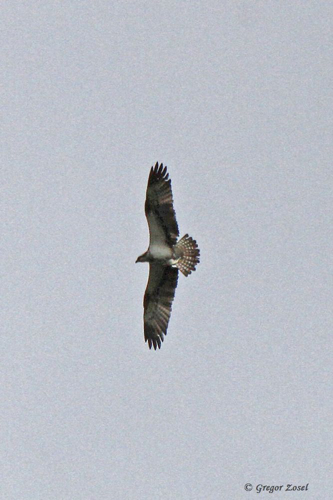 Eine Viertelstunde später, und wir hätten den Fischadler vor blauem Himmel fotografieren können. So bleibt nur ein Belegfoto Grau in Grau.....am 24.08.15 Foto: Gregor Zosel