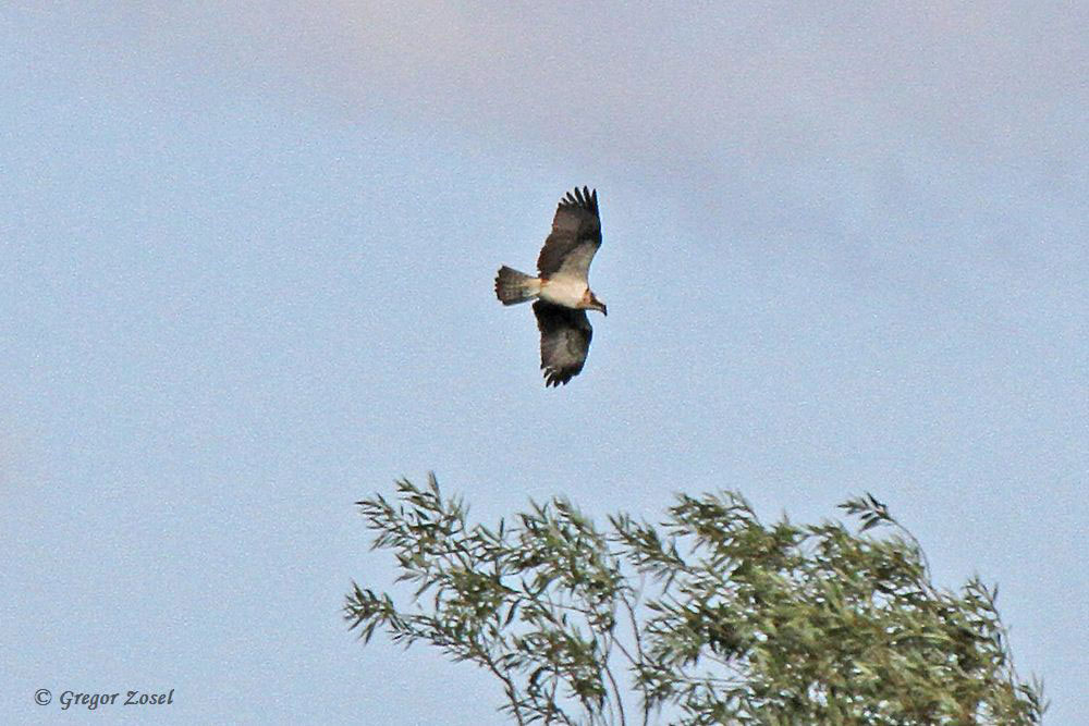 Nun schon seit 4 Tagen kann man, vom Aussichtshügel aus, Fischadler bei der Jagd beobachten.....am 26.08.15 Foto: Gregor Zosel