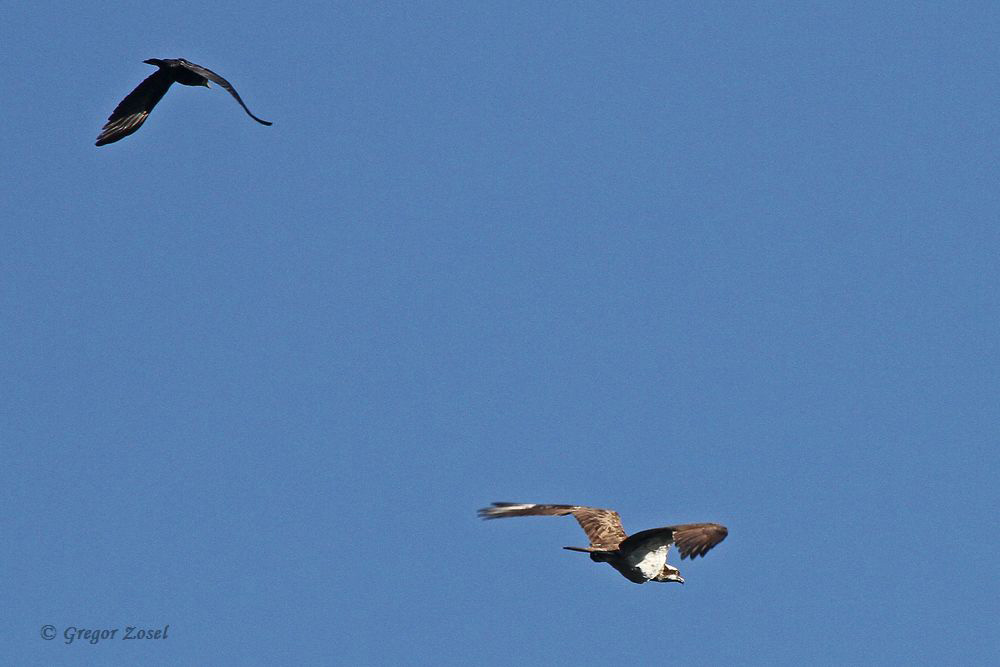 Die Jagdversuche des Fischadlers werden durch die Attacken der Krähen gestört. Er zieht sich zumindest vorerst zurück....am 29.08.15 Foto: Gregor Zosel