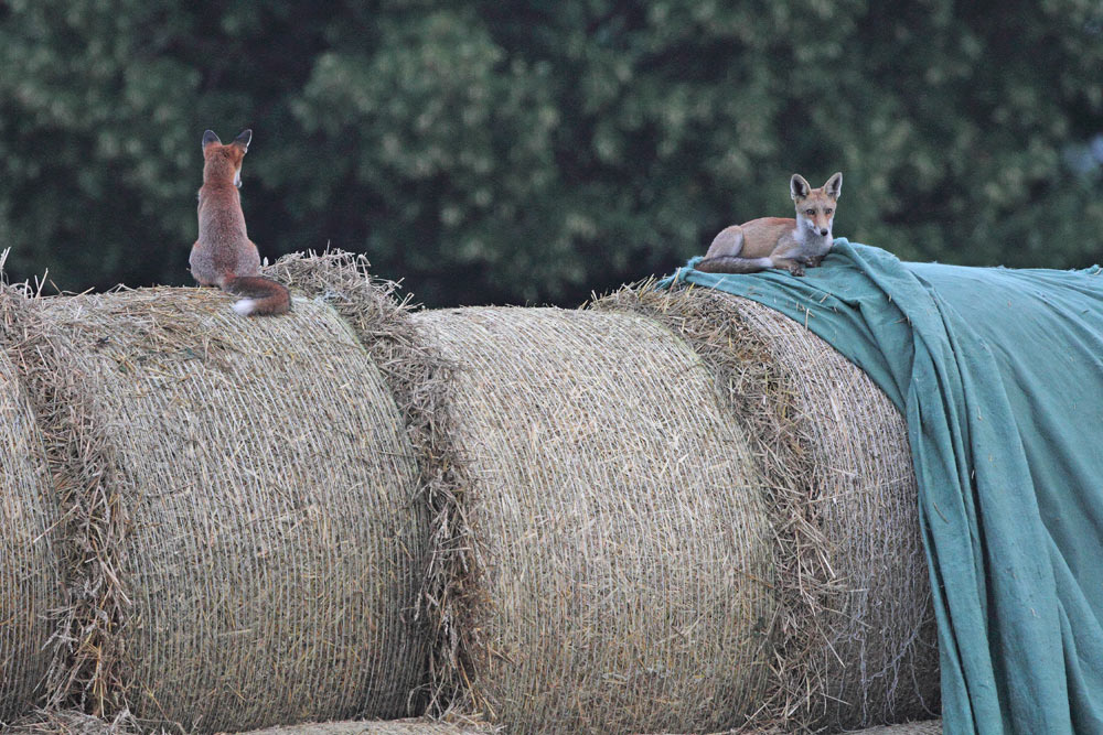 Vermutlich diesjährige Füchse schauen sich relativ unbekümmert von hoher Warte aus um..., 20.08.2015 Foto: Bernhard Glüer