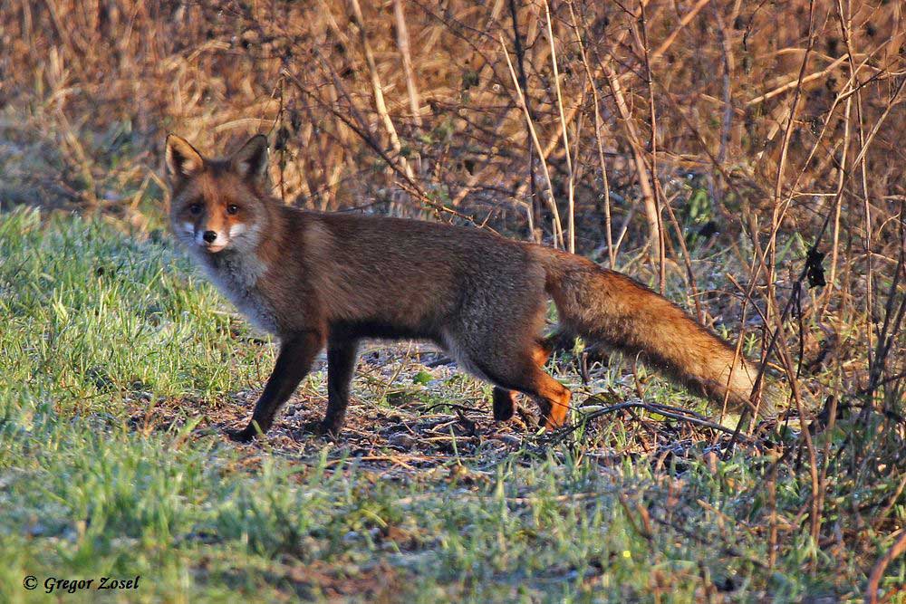 Ein Fuchs schleicht sich nach der Silvesternacht nach hause......am 01.01.15 Foto: Gregor Zosel