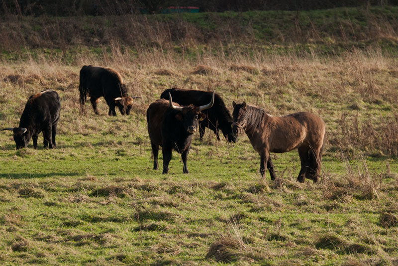Die Pferde waren heute inmitten der Heckrind-Herde unterwegs, womöglich vergesellschaftet? am 19.12.2015 Foto: Marvin Lebeus