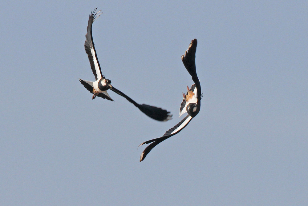 Die Männchen vollführen unermüdlich ihre akrobatischen Flugmanöver, 18.03.2015 Foto: Bernhard Glüer