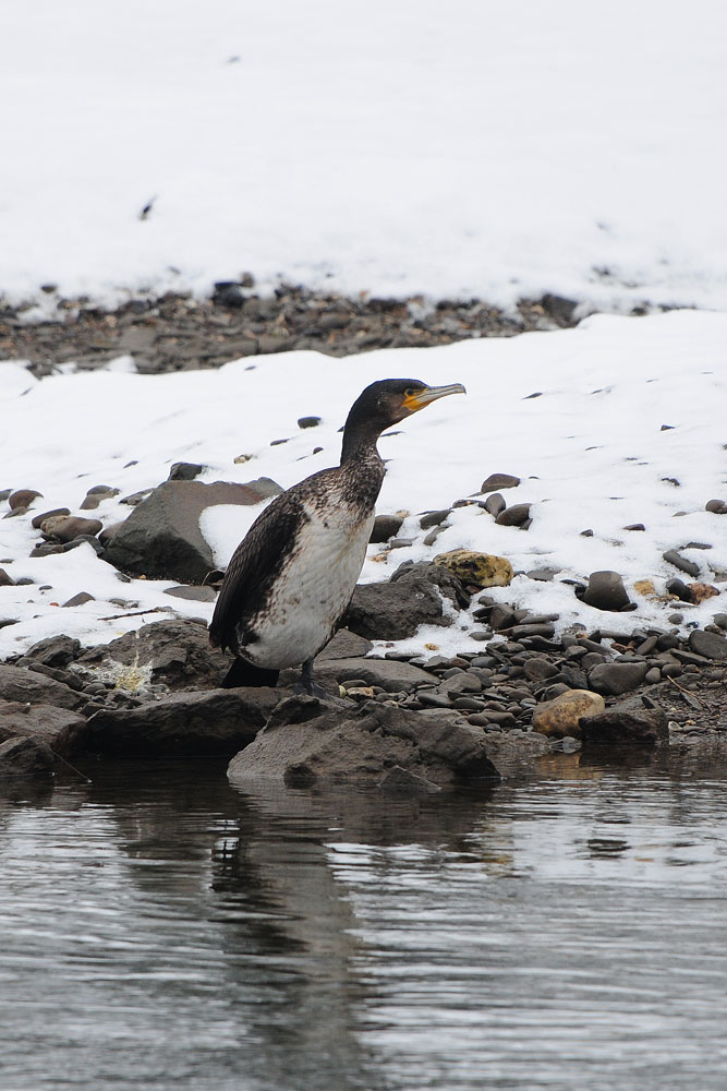 Auf den ersten Blick dachte ich hier steht ein Pinguin, Kormoran bei Wickede am 25.01.2015 Foto: Marvin Lebeus