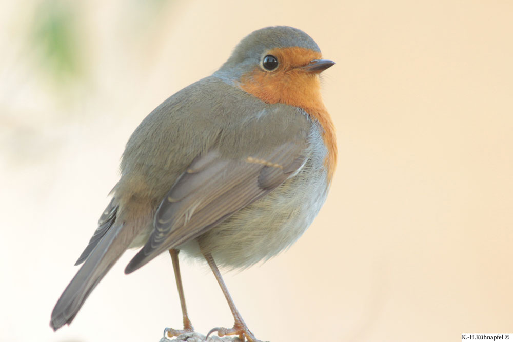 Rotkehlchen Rotkehlchen, Kamen am 03.12.2015 Foto: Karl-Heinz Kühnapfel