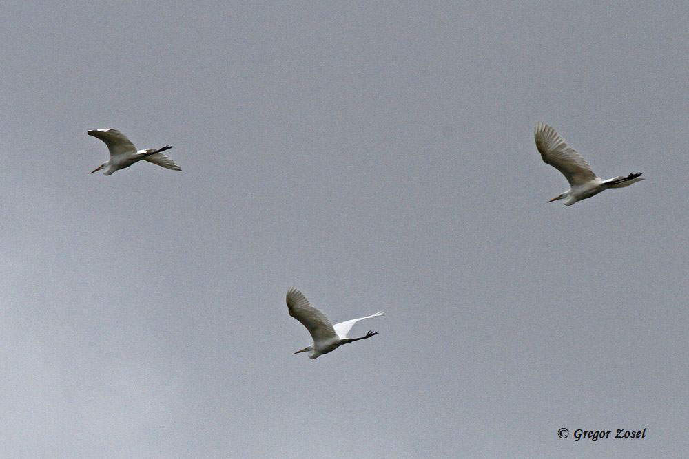 Überfliegende Silberreiher...am 04.04.15 Foto: Gregor Zosel