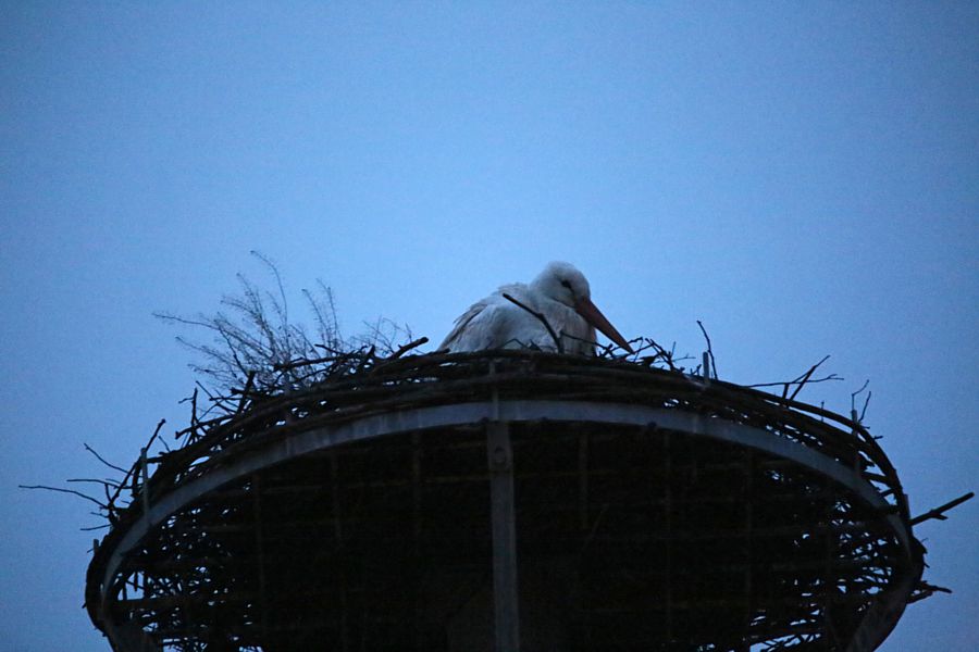 Weißstorch in der Morgendämmerung, Bergkamen-Heil am 11.03.2015  Foto: Günter Reinartz