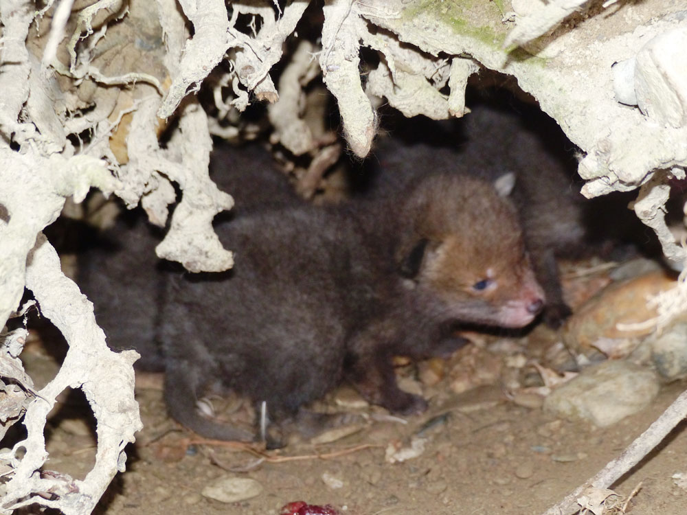 Jungfüchse Jungfüchse, 19.04.2016 Foto: Hans Joachim Göbel