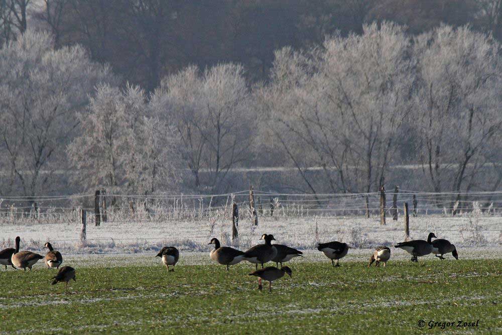 Auf dem angrenzendem Feld haben sich die Gänse zu einem gemeinsamen Frühstück eingefunden.....am 28.11.16 Foto: Gregor Zosel