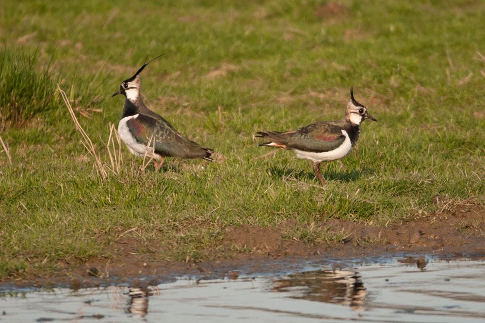Kiebitzpaar kurz nach der Kopulation, links das Männchen und rechts das weibliche Pendant am 11.04.2015 Foto: Marvin Lebeus