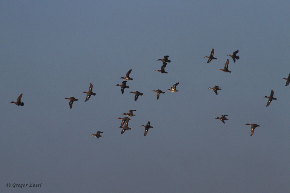 Krickenten kurz aufgeflogen, um dann anschließend im Nachbarbecken wieder zu landen......am 28.11.16 Foto: Gregor Zosel