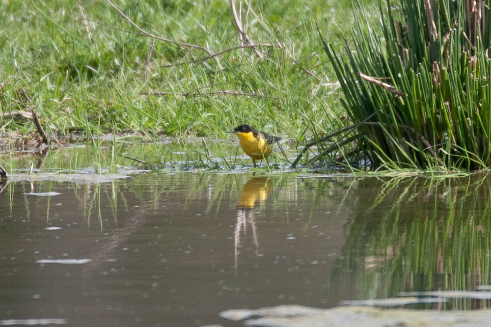 ...gegen Abend fliegt ein großer Schwung Schafstelzen gen Norden ab, danach konnte die Maskenschafstelze nicht mehr wiedergefunden werden, am 12.04.2016 Foto: Marvin Lebeus