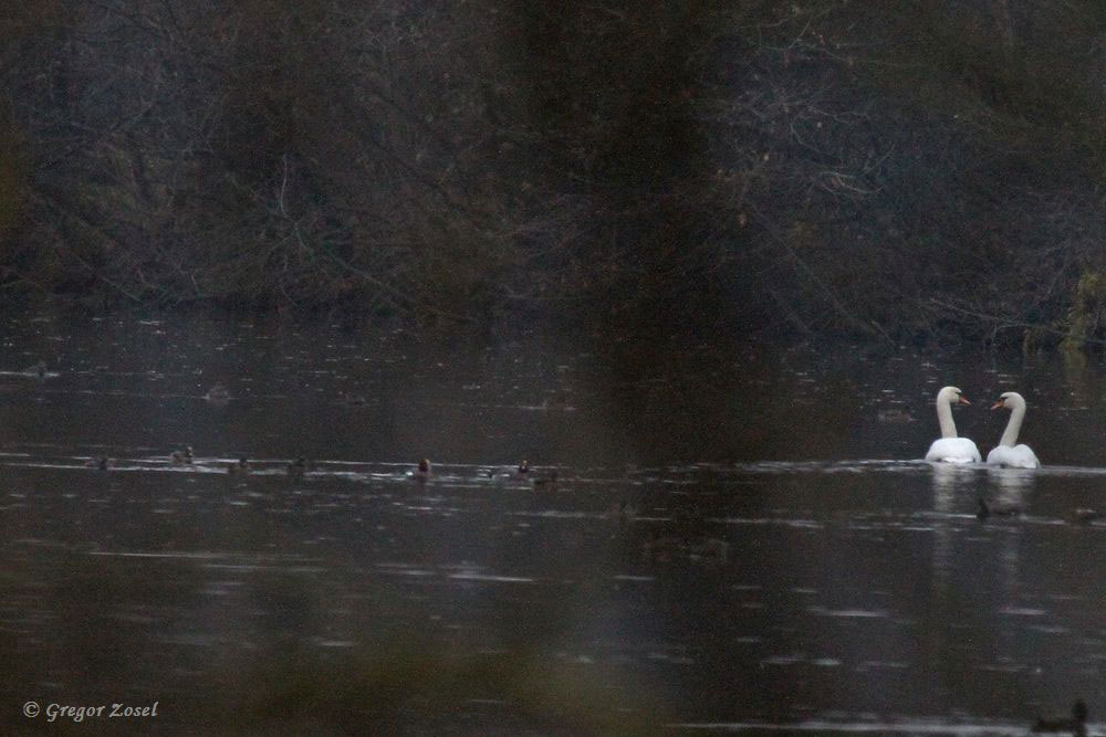 Weit hinten in dem noch einsehbaren Bereich der Sperrrzone unter den versammelten Enten auch mind. 7 Pfeifenten....am 26.11.16 Foto: Gregor Zosel