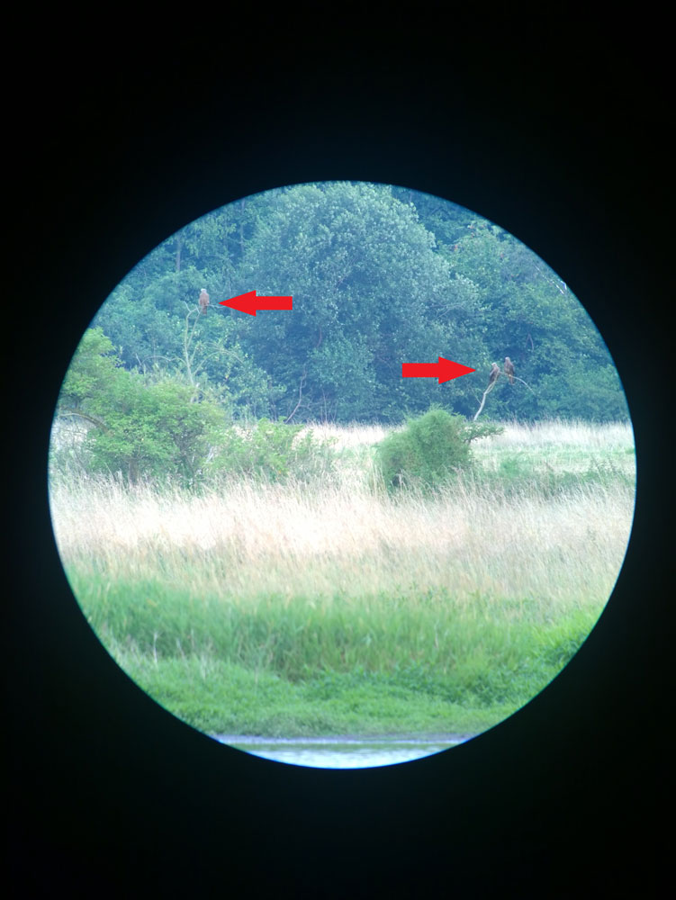 Drei von vier Schwarzmilanen in den Röllingwiesen am 15.07.2016 Digiskopie: Hans Joachim Göbel