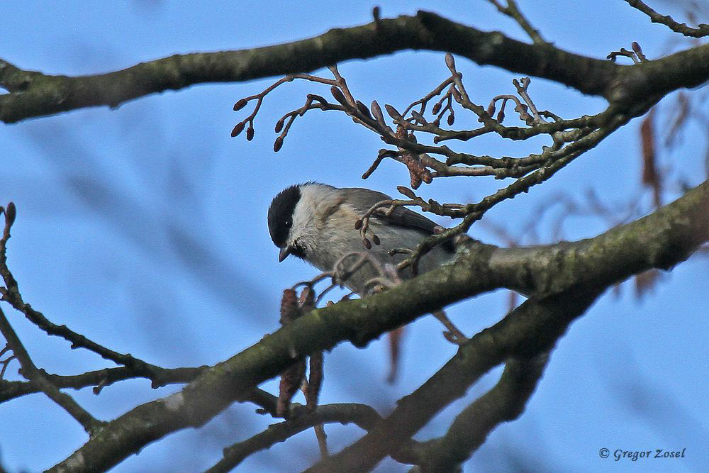 weidenmeise Im östlichen Teil der Kiebitzwiese scheinen auch in diesem Jahr wieder 2 Weidenmeisenreviere besetzt zu sein....am 04.04.16 Foto: Gregor Zosel
